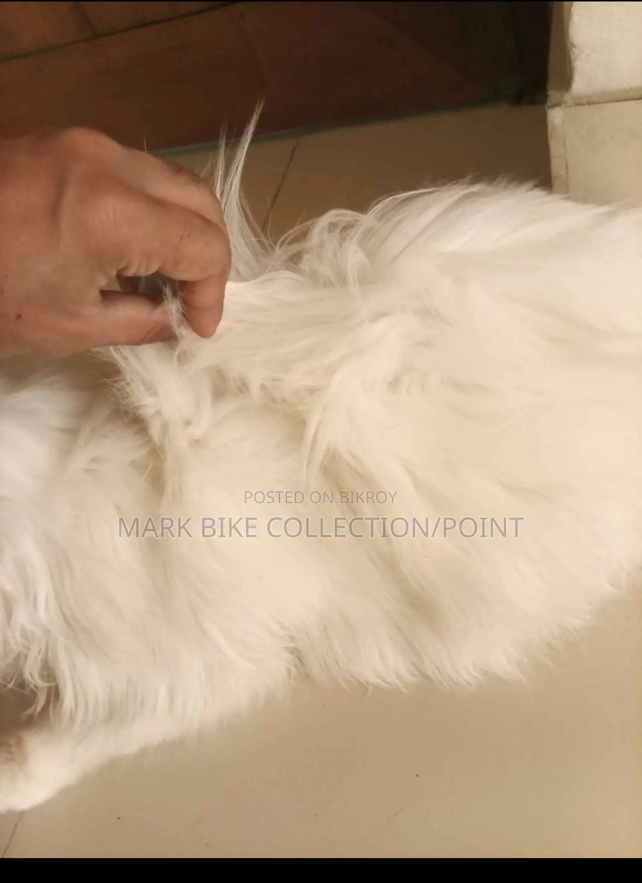 1+ Year Male Purebred Persian
