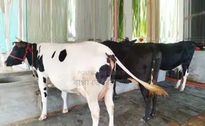 ১২৪৩ নং ৩টি গাভী বিক্রয় হবে অল্প দামে।