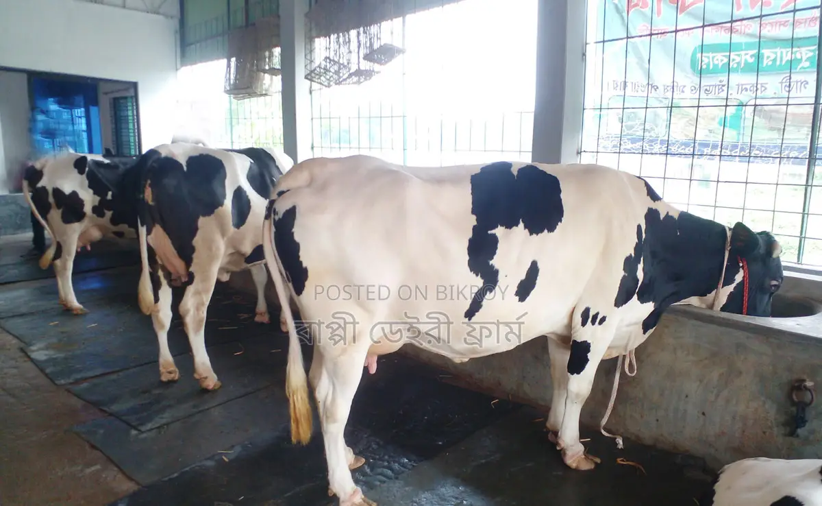 3 Cows for sale with milk guarantee. (No. 1244)