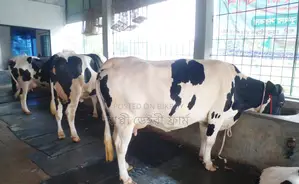 3 Cows for sale with milk guarantee. (No. 1244)