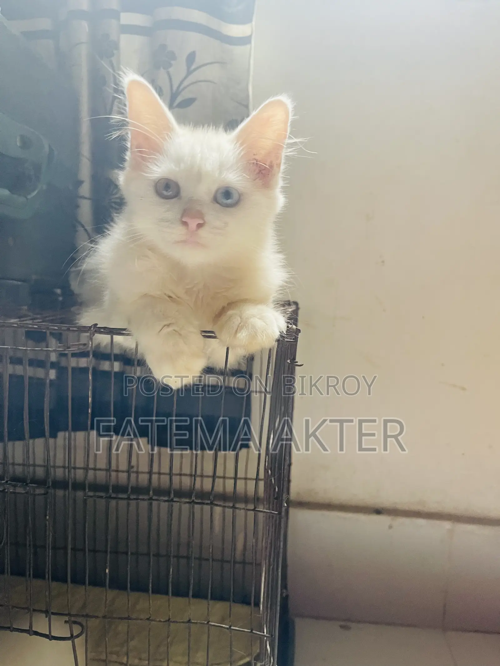 1-3 Months Female Purebred Persian