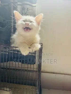 1-3 Months Female Purebred Persian
