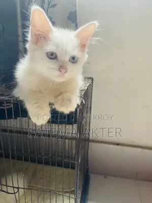 1-3 Months Female Purebred Persian