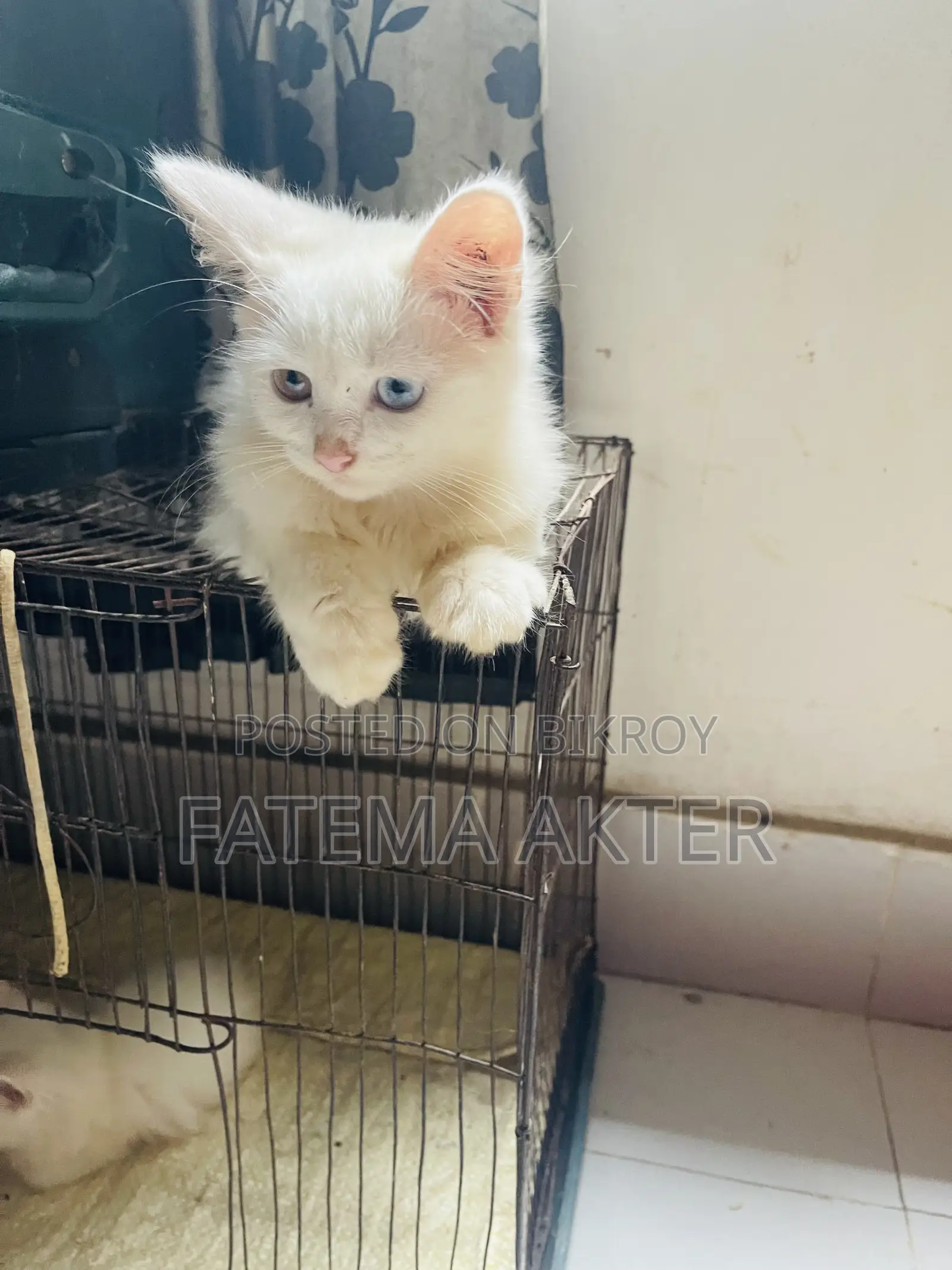 1-3 Months Female Purebred Persian