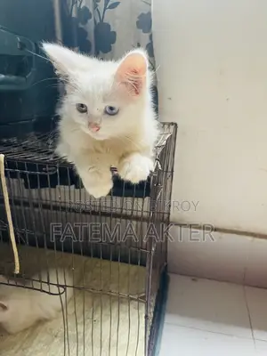 1-3 Months Female Purebred Persian