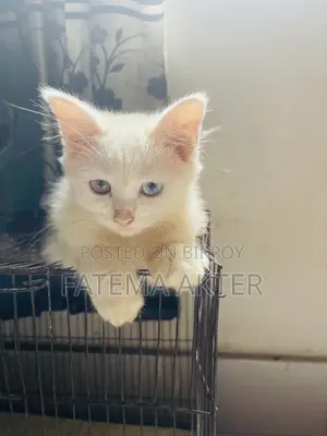 1-3 Months Female Purebred Persian
