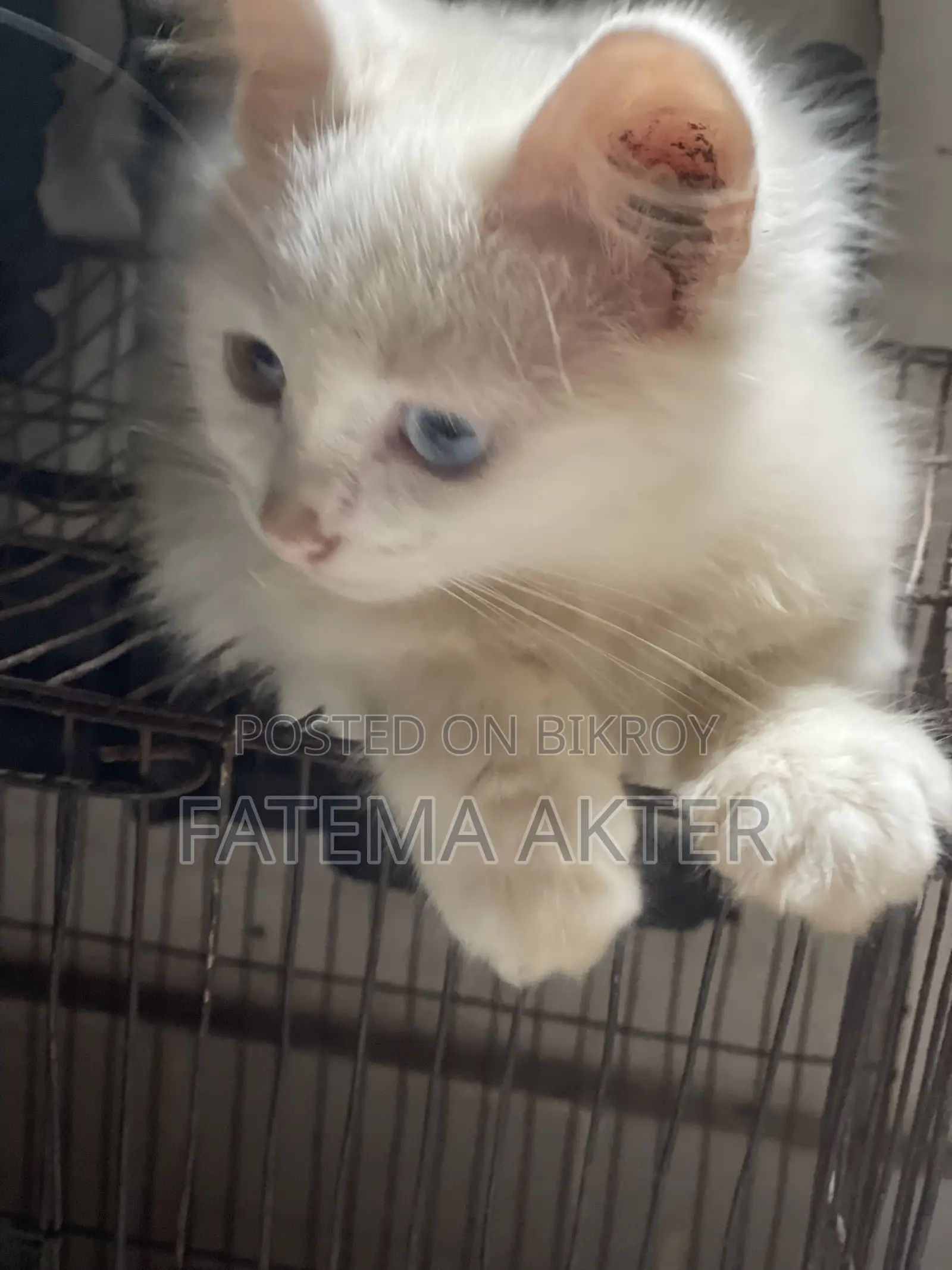 1-3 Months Female Purebred Persian