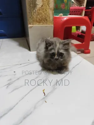 1-3 Months Female Purebred Persian