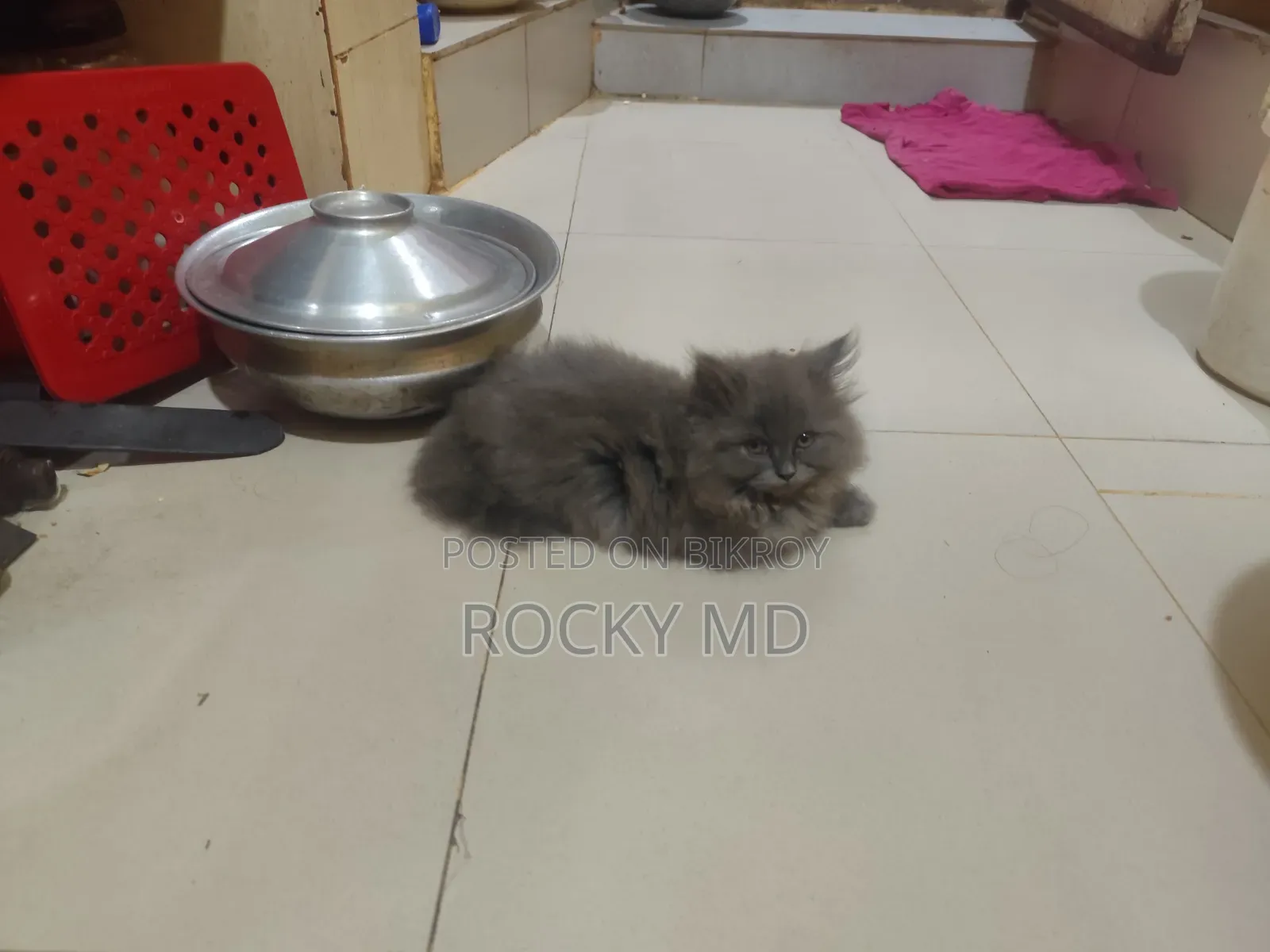 1-3 Months Female Purebred Persian