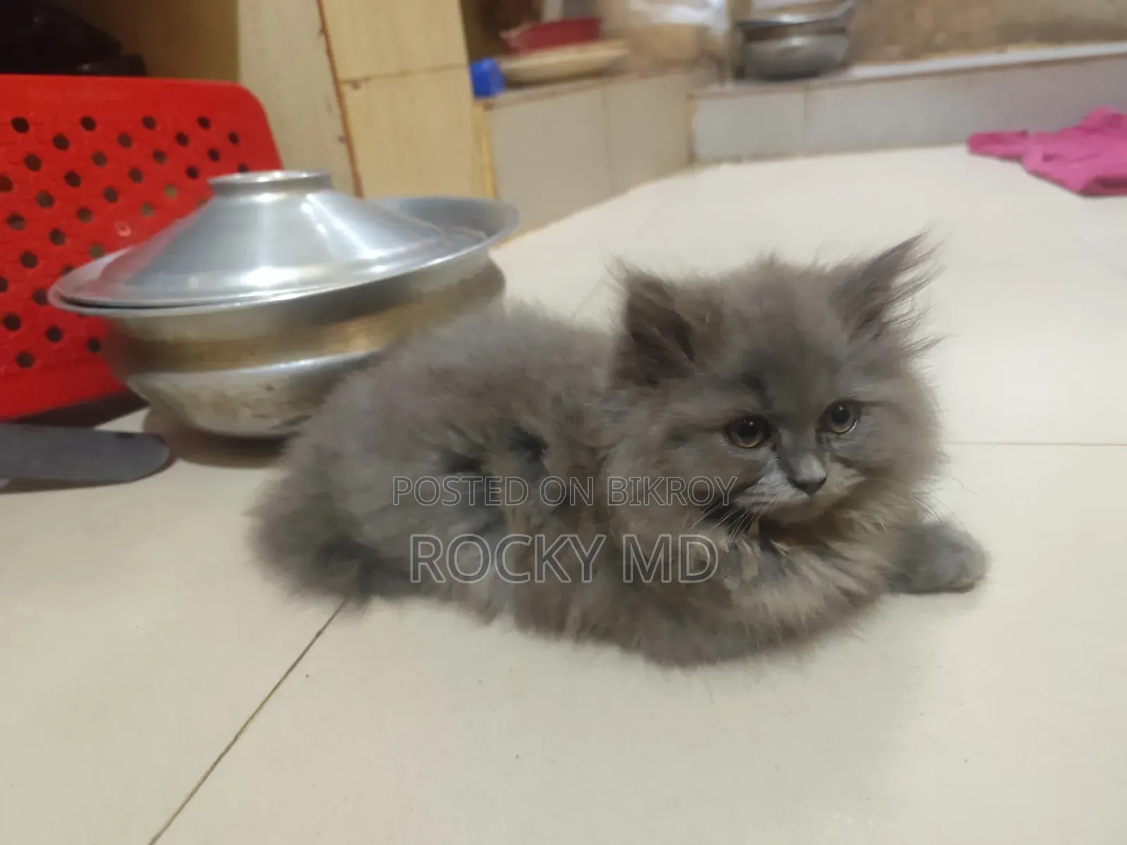 1-3 Months Female Purebred Persian