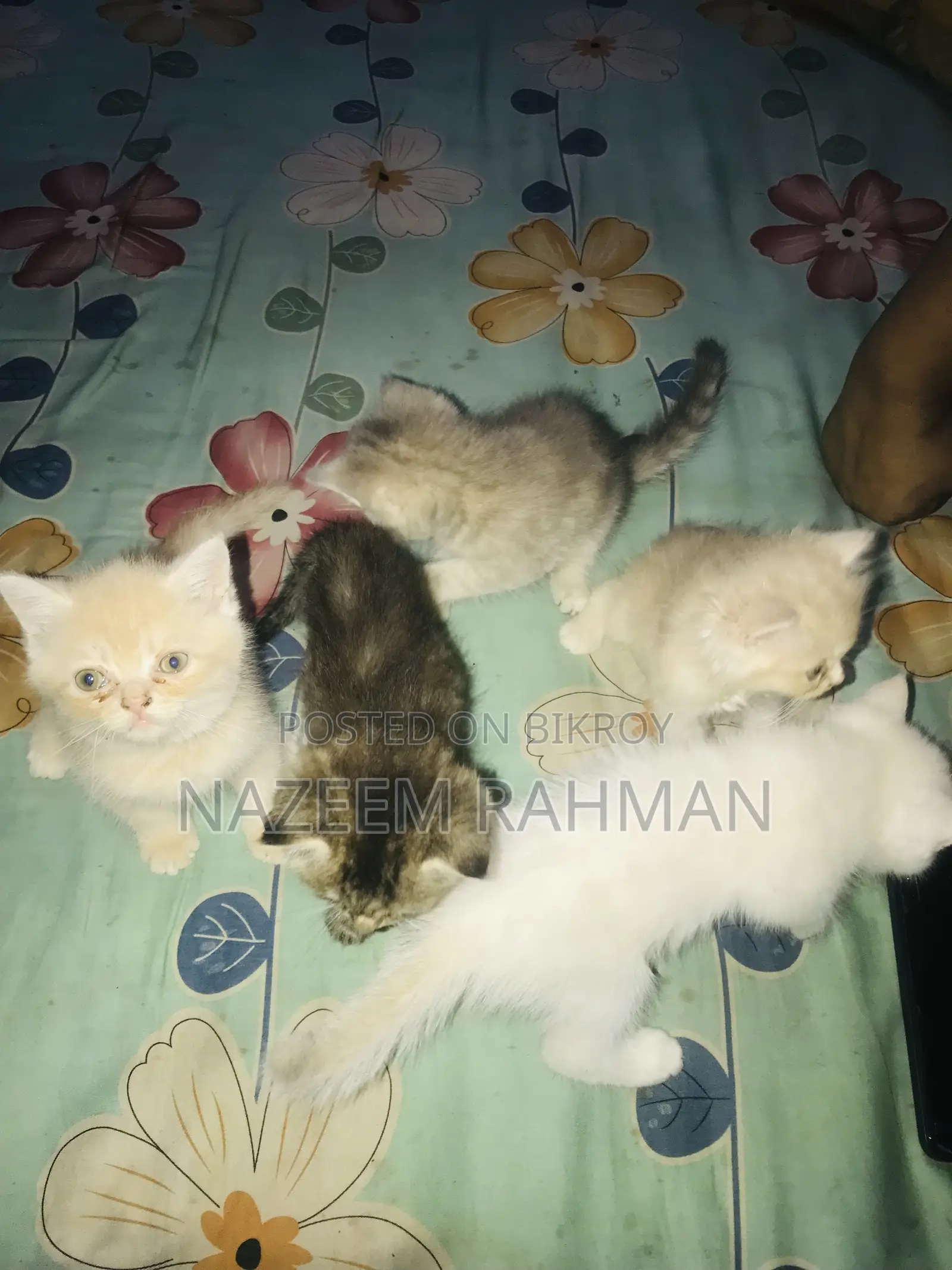 ০-১ মাস বয়সী মেয়ে পিওরব্রেড পার্সিয়ান