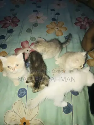 ০-১ মাস বয়সী মেয়ে পিওরব্রেড পার্সিয়ান