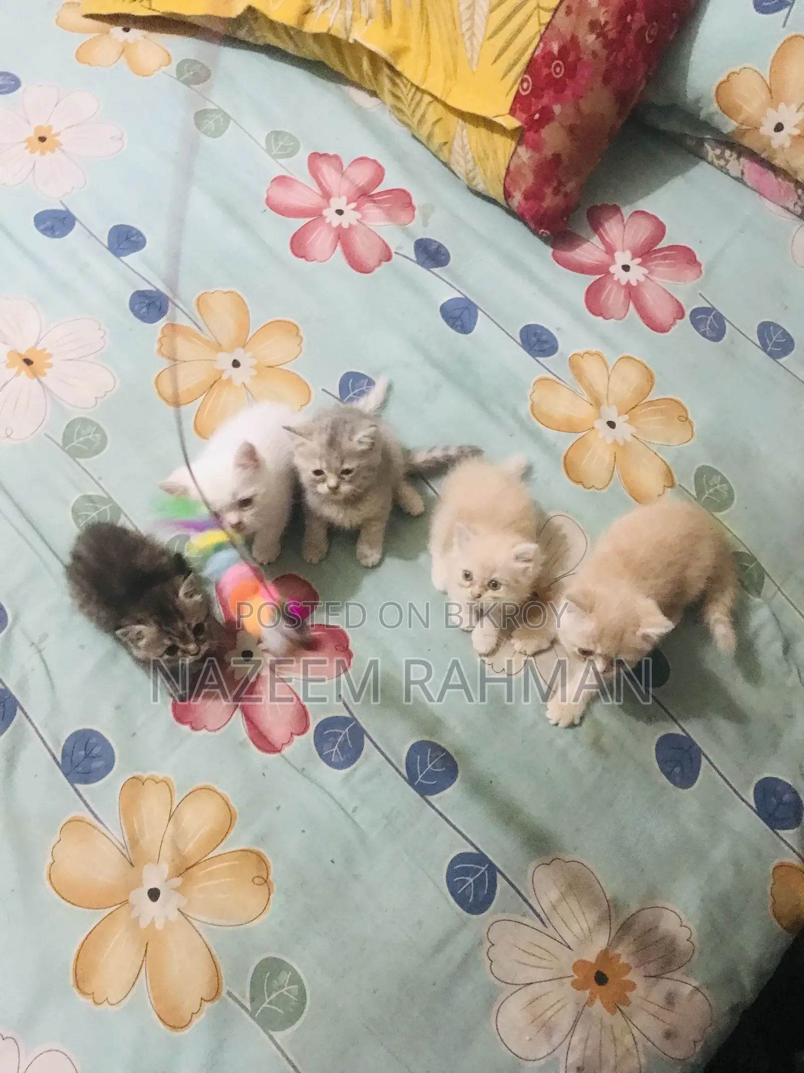 ০-১ মাস বয়সী মেয়ে পিওরব্রেড পার্সিয়ান