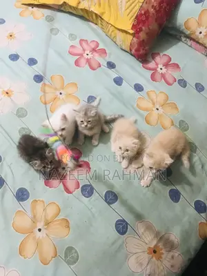 ০-১ মাস বয়সী মেয়ে পিওরব্রেড পার্সিয়ান