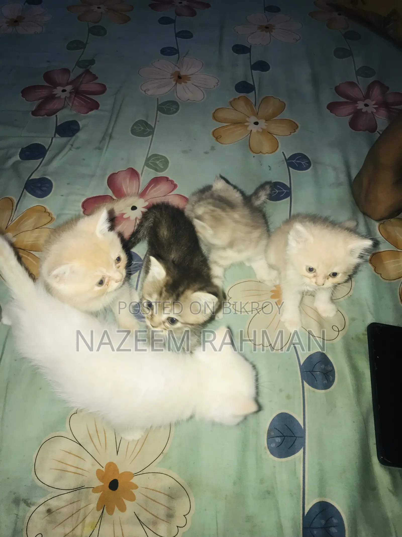 ০-১ মাস বয়সী মেয়ে পিওরব্রেড পার্সিয়ান