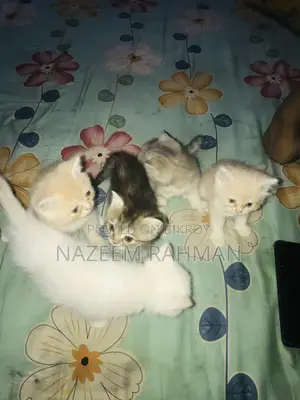 ০-১ মাস বয়সী মেয়ে পিওরব্রেড পার্সিয়ান