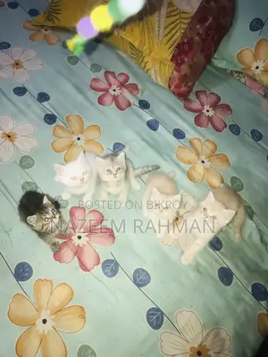0-1 Month Female Purebred Persian