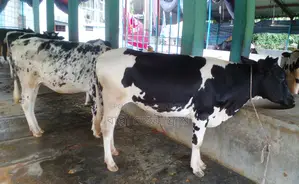 5 Heifers for sale. (No. 1247)