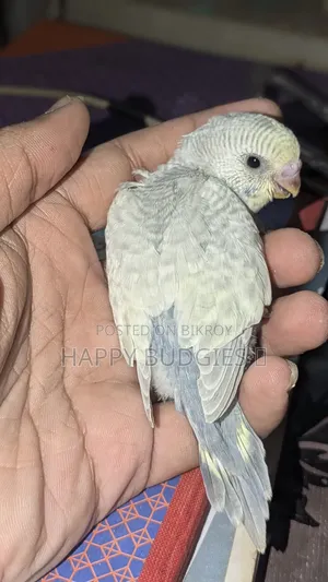 Tame Size Budgie