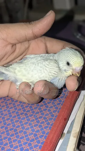Tame Size Budgie