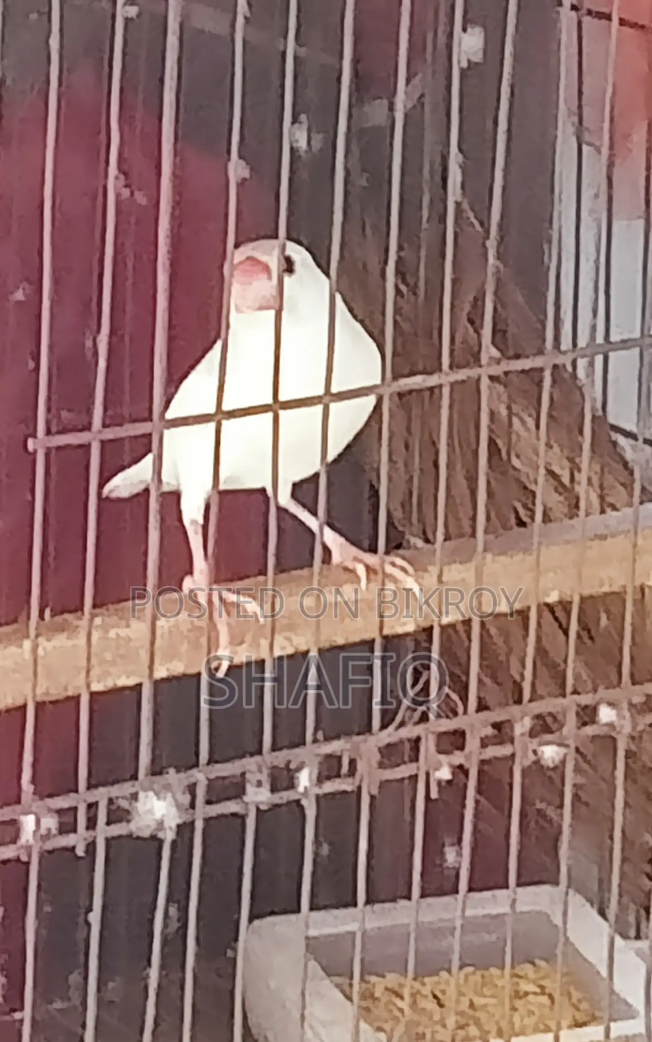 A male Java sparrow for sale.
