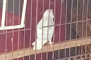 A male Java sparrow for sale.