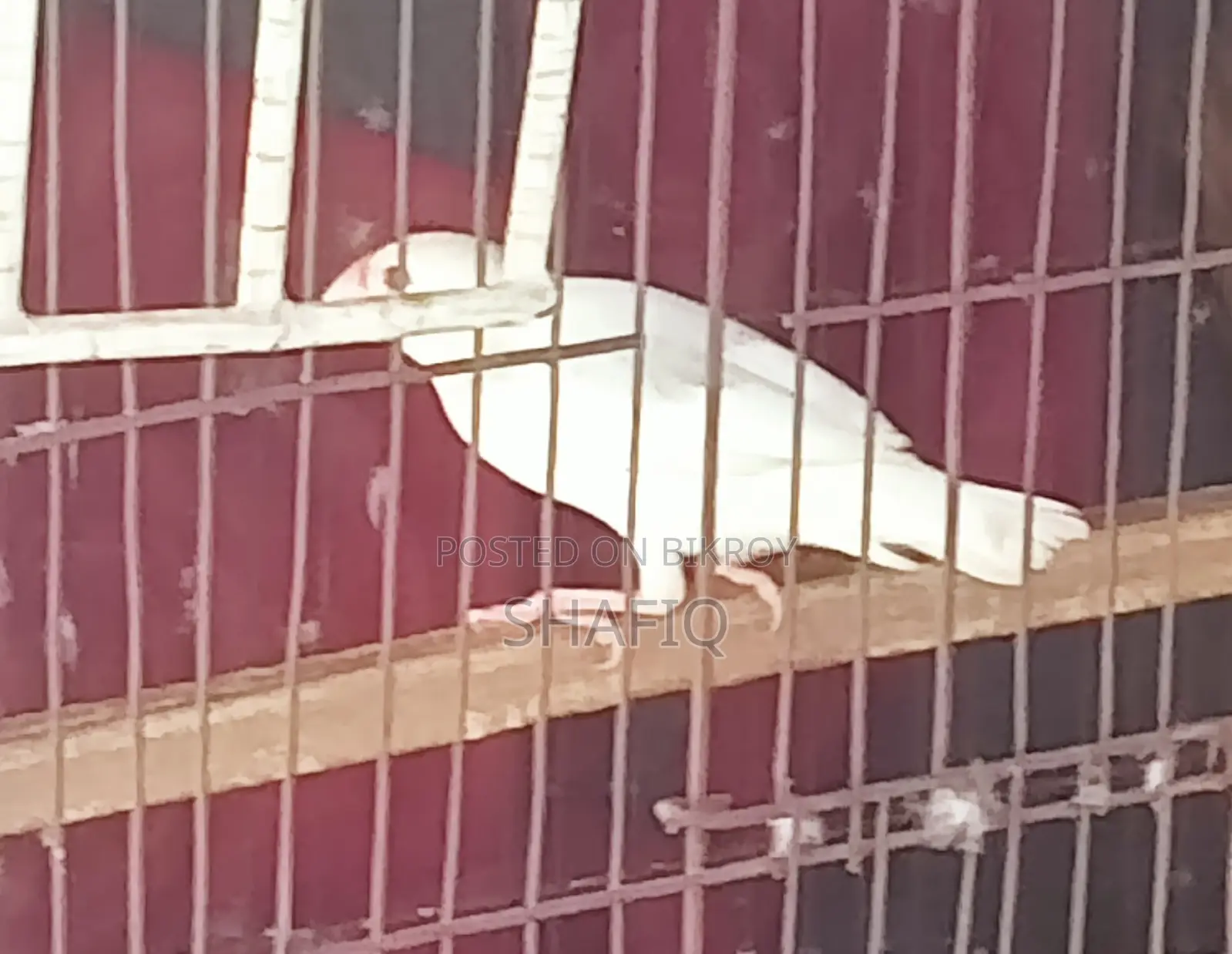 A male Java sparrow for sale.