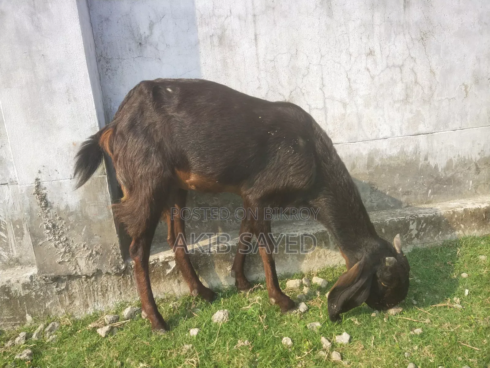 মায়া ছাগল বাচ্চা সহ বিক্রি হবে