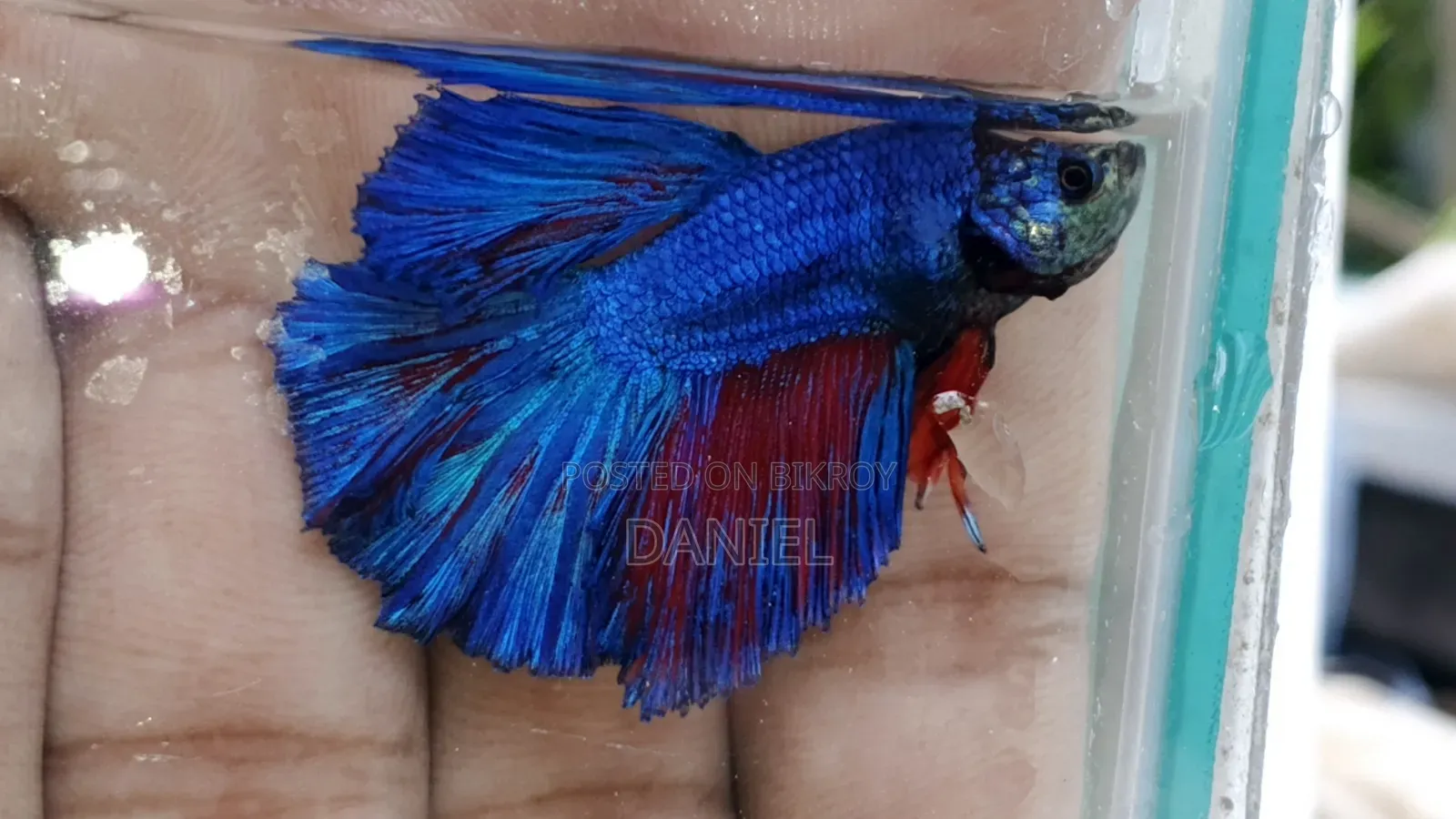 High Quality Betta Fish