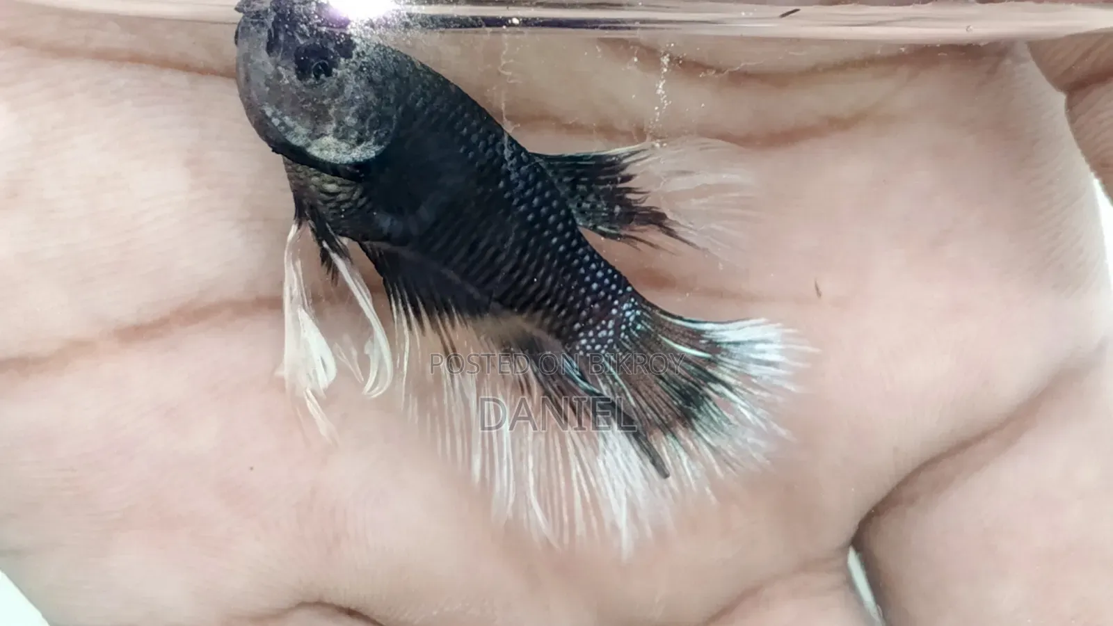 High Quality Betta Fish