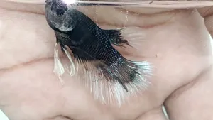 High Quality Betta Fish