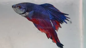 High Quality Betta Fish