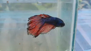 High Quality Betta Fish