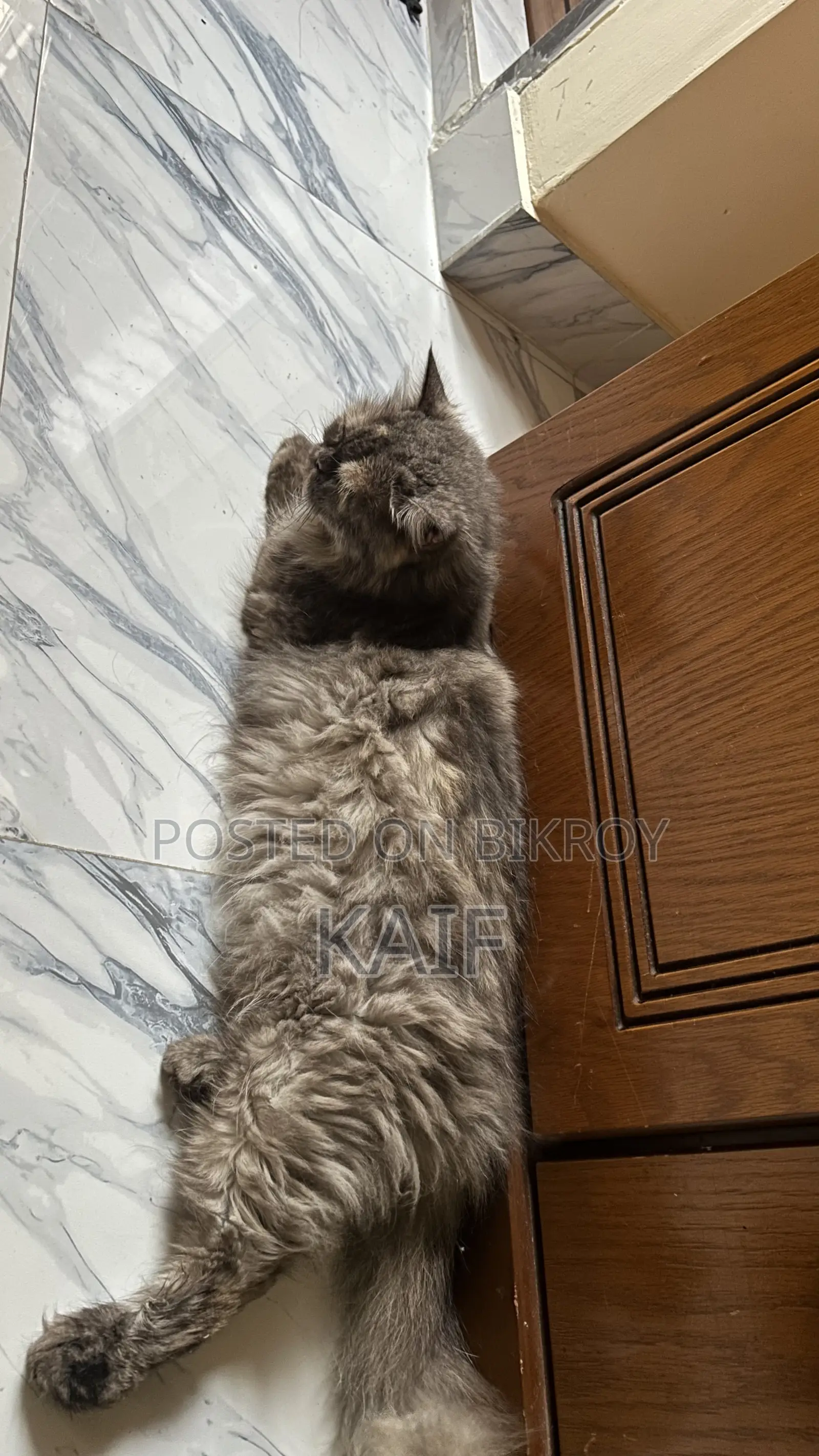 1+ Year Female Purebred Persian