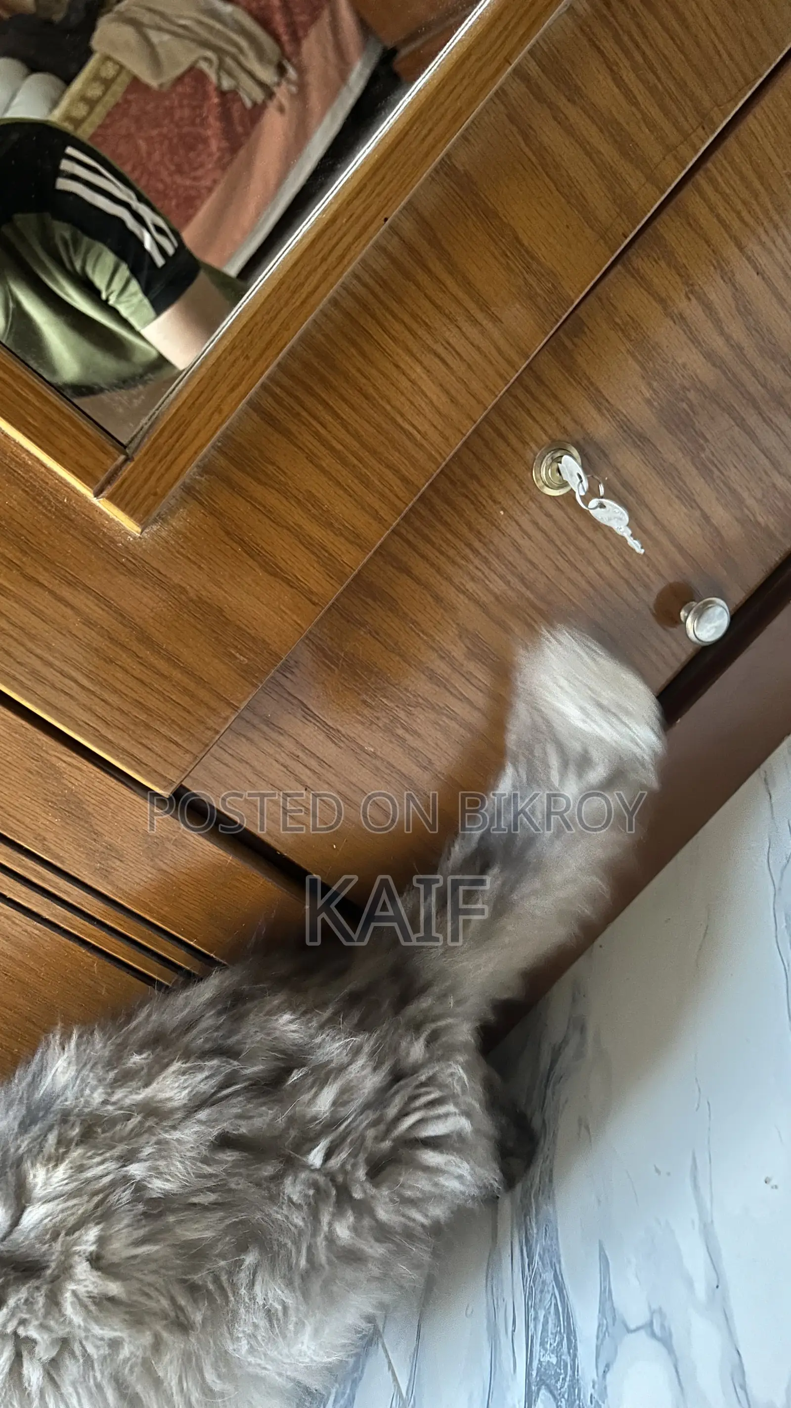 1+ Year Female Purebred Persian