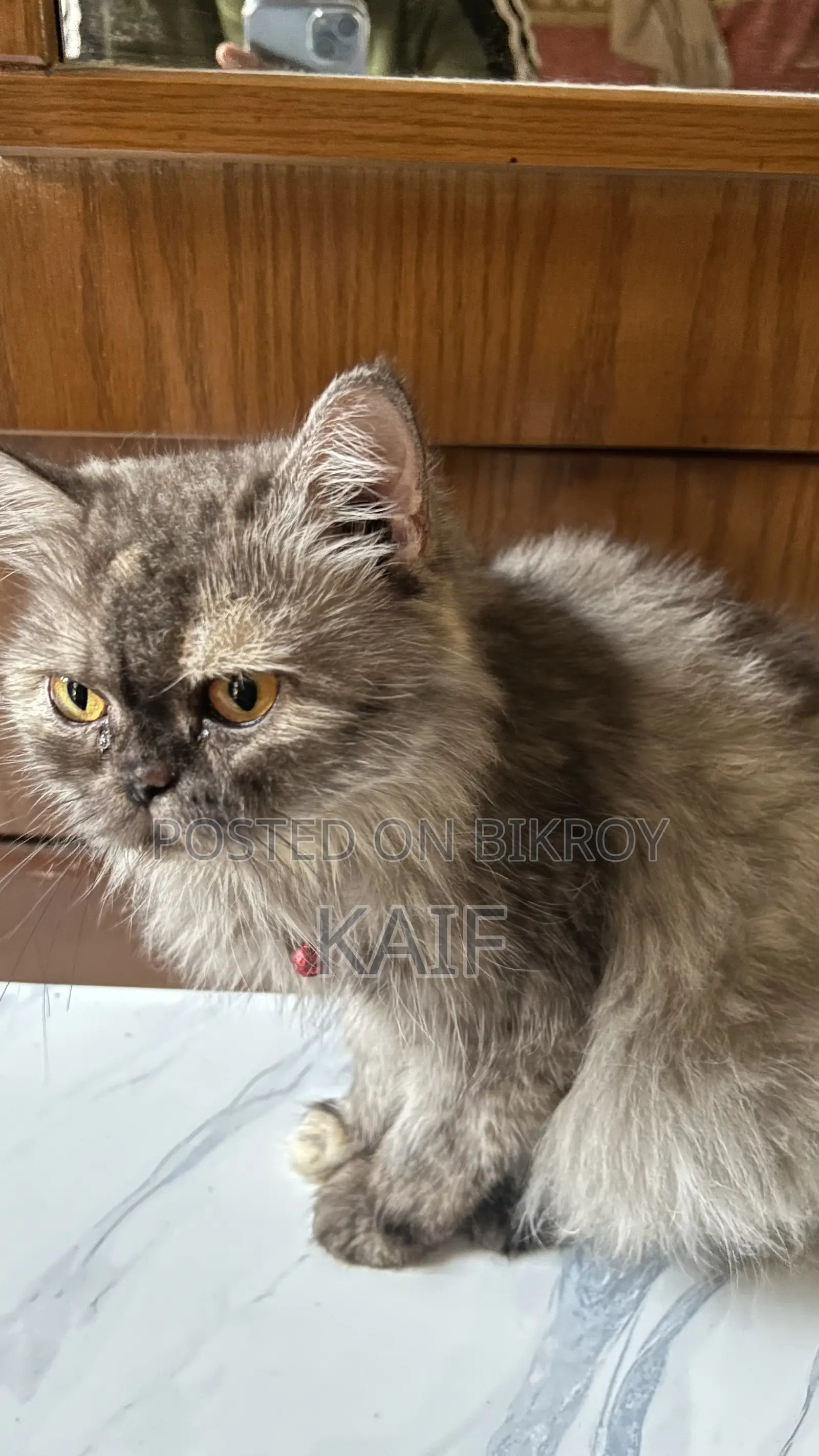 1+ Year Female Purebred Persian