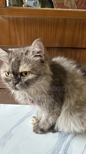 1+ Year Female Purebred Persian