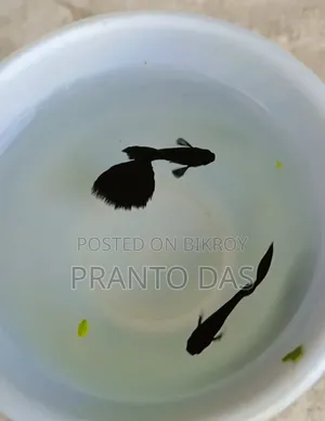 Black Moscow Guppy High Quality Urgent Sell
