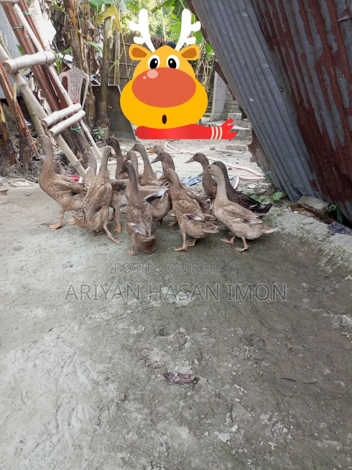 Desi Khaki Campbell Duck