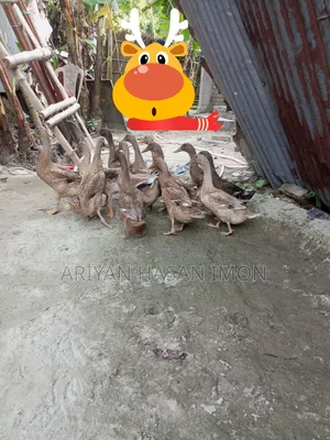 Desi Khaki Campbell Duck
