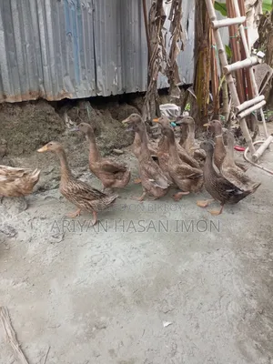Desi Khaki Campbell Duck