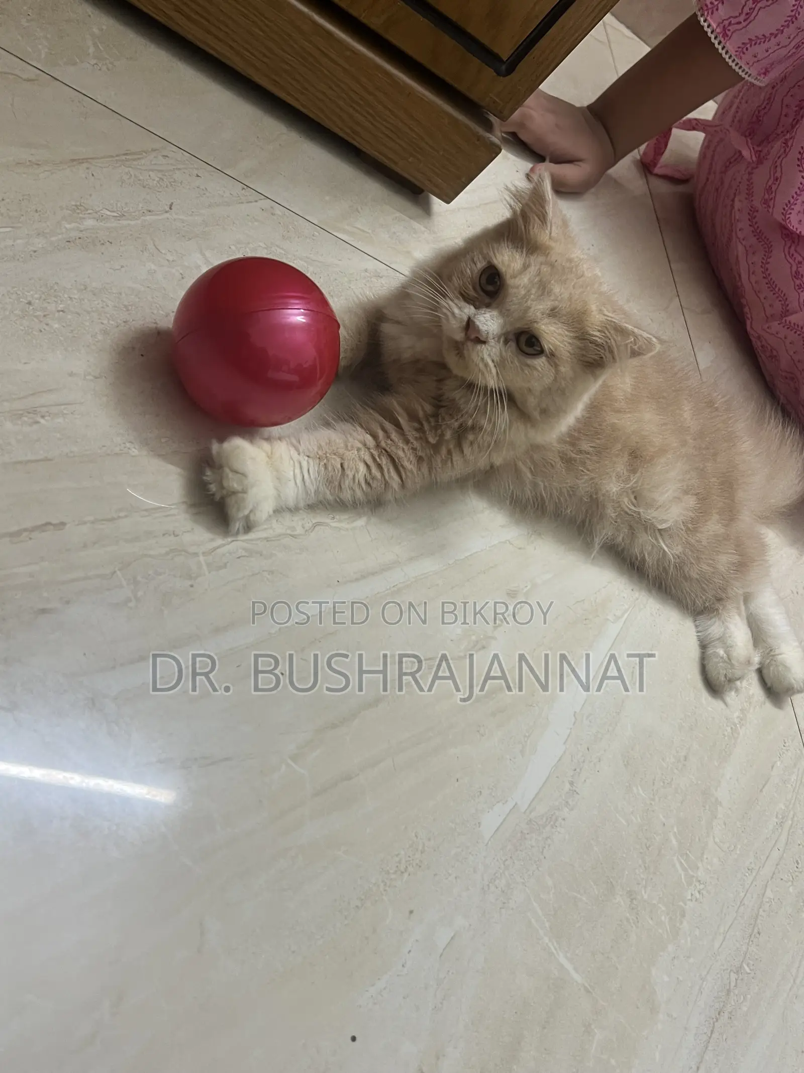6-12 Months Female Purebred Persian