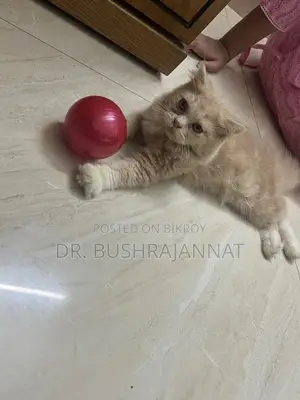 6-12 Months Female Purebred Persian