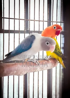 Love Bird Breeding Pair