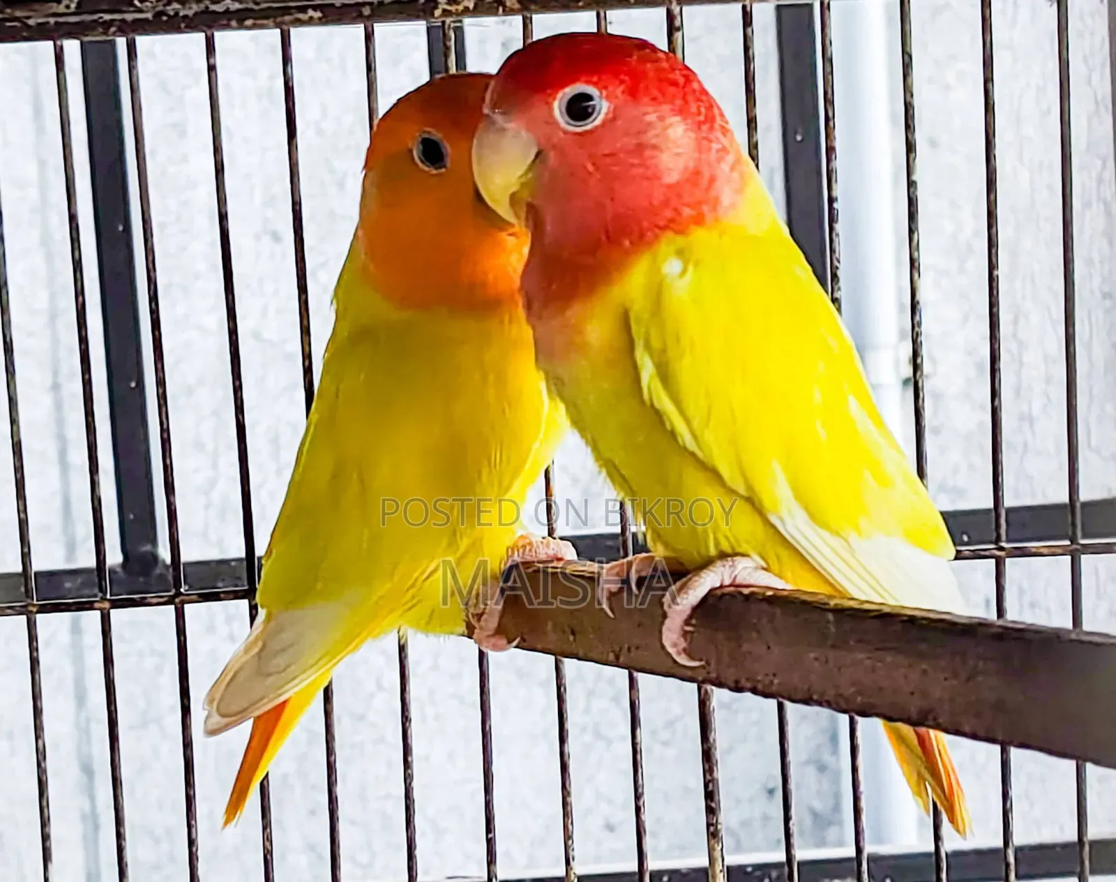 লাভ বার্ড ব্রিডিং জোড়া