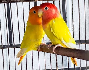 লাভ বার্ড ব্রিডিং জোড়া