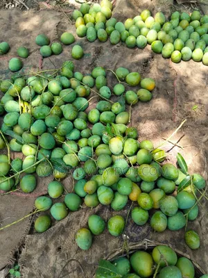 Rajshahi Himsagar Mango