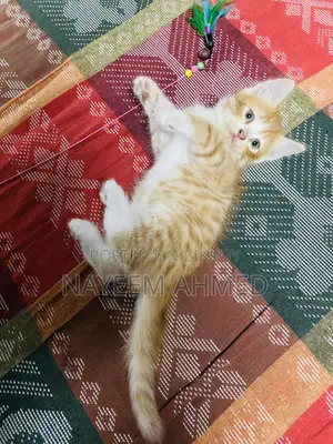 1-3 Months Male Purebred Persian