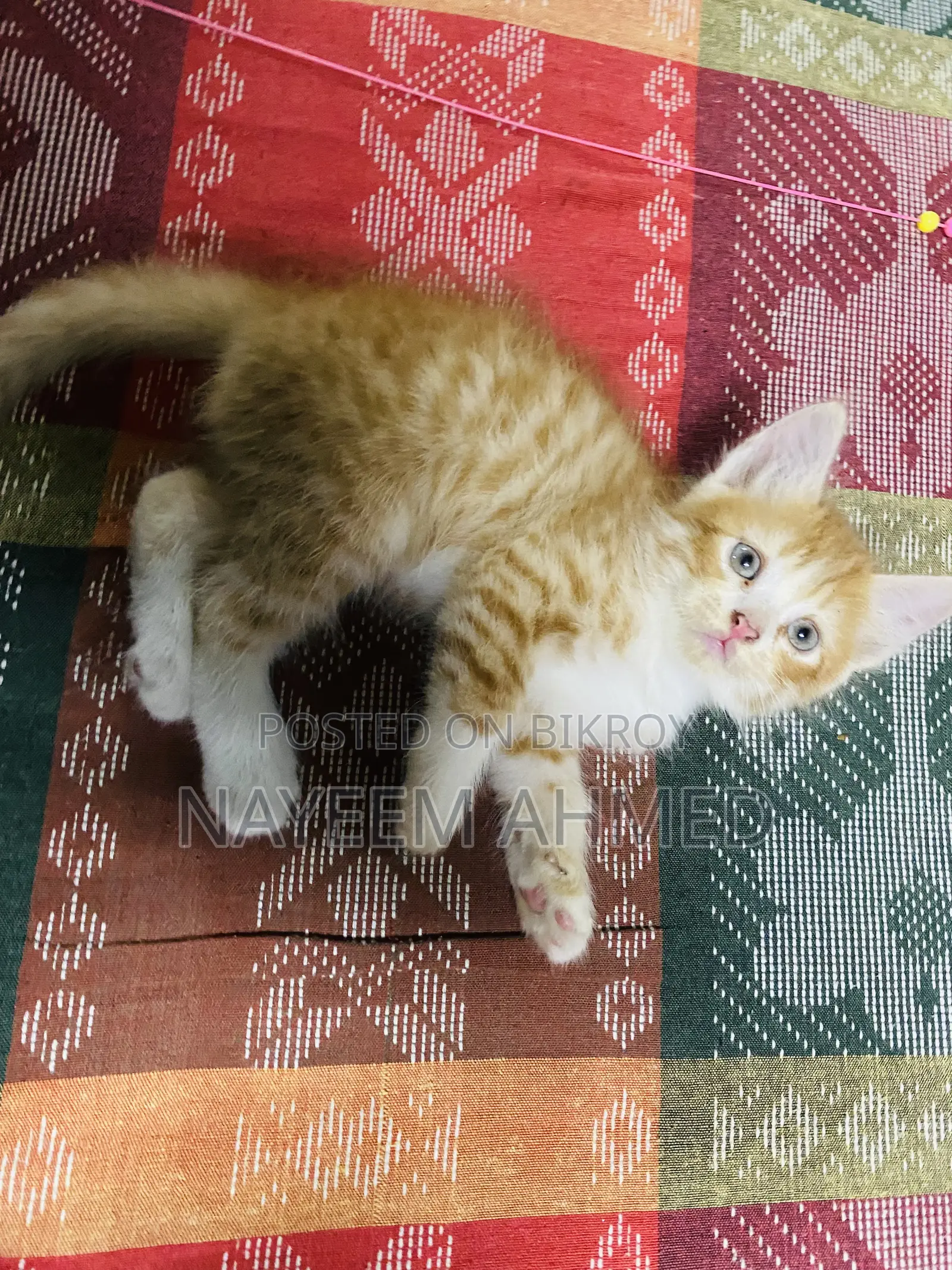 1-3 Months Male Purebred Persian