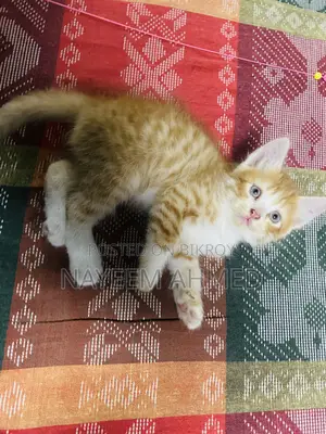 1-3 Months Male Purebred Persian